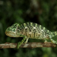 Chameleonidae